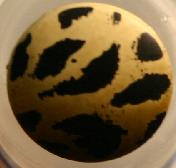 #89004210 15 mm ( 5/8 inch)  Fashion Button - Liger